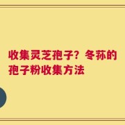 收集灵芝孢子？冬荪的孢子粉收集方法