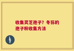 收集灵芝孢子？冬荪的孢子粉收集方法
