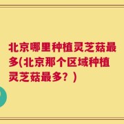 北京哪里种植灵芝菇最多(北京那个区域种植灵芝菇最多？)