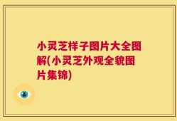 小灵芝样子图片大全图解(小灵芝外观全貌图片集锦)