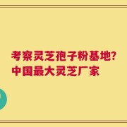 考察灵芝孢子粉基地？中国最大灵芝厂家