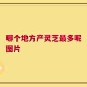 哪个地方产灵芝最多呢图片