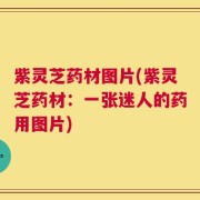 紫灵芝药材图片(紫灵芝药材：一张迷人的药用图片)