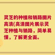 灵芝的种植和销路图片高清(高清图片展示灵芝种植与销路，简单易懂，了解更全面。