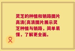 灵芝的种植和销路图片高清(高清图片展示灵芝种植与销路，简单易懂，了解更全面。