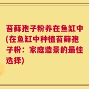 苔藓孢子粉养在鱼缸中(在鱼缸中种植苔藓孢子粉：家庭造景的最佳选择)
