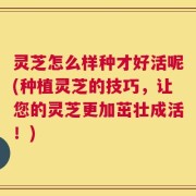 灵芝怎么样种才好活呢(种植灵芝的技巧，让您的灵芝更加茁壮成活！)