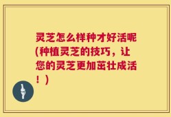 灵芝怎么样种才好活呢(种植灵芝的技巧，让您的灵芝更加茁壮成活！)