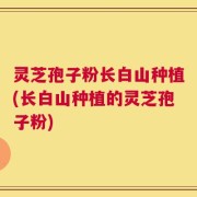 灵芝孢子粉长白山种植(长白山种植的灵芝孢子粉)