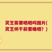 灵芝需要晒晒吗图片(灵芝烘干前要曝晒？)
