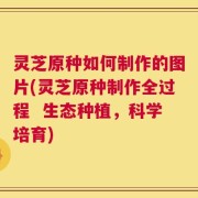 灵芝原种如何制作的图片(灵芝原种制作全过程  生态种植，科学培育)