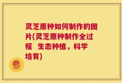 灵芝原种如何制作的图片(灵芝原种制作全过程  生态种植，科学培育)