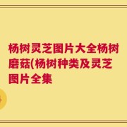 杨树灵芝图片大全杨树磨菇(杨树种类及灵芝图片全集