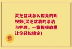 灵芝盆栽怎么擦亮的呢视频(灵芝盆栽的清洁与护理，一篇视频教程让你轻松搞定)