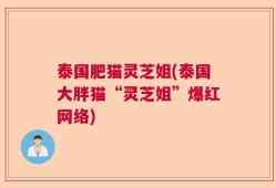 泰国肥猫灵芝姐(泰国大胖猫“灵芝姐”爆红网络)