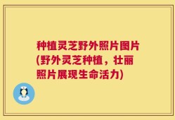 种植灵芝野外照片图片(野外灵芝种植，壮丽照片展现生命活力)