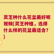灵芝种什么花盆最好呢视频(灵芝种植，选择什么样的花盆最适合？)