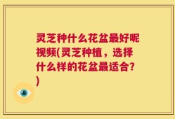 灵芝种什么花盆最好呢视频(灵芝种植，选择什么样的花盆最适合？)