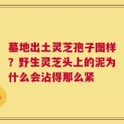 墓地出土灵芝孢子图样？野生灵芝头上的泥为什么会沾得那么紧