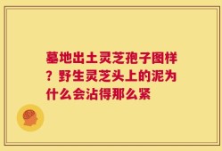 墓地出土灵芝孢子图样？野生灵芝头上的泥为什么会沾得那么紧