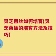 灵芝菌丝如何培育(灵芝菌丝的培育方法及技巧)