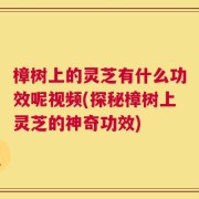 樟树上的灵芝有什么功效呢视频(探秘樟树上灵芝的神奇功效)
