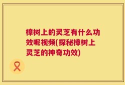 樟树上的灵芝有什么功效呢视频(探秘樟树上灵芝的神奇功效)
