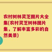 农村树林灵芝图片大全集(农村灵芝树林图片集，了解丰富多彩的自然美景)