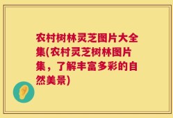 农村树林灵芝图片大全集(农村灵芝树林图片集，了解丰富多彩的自然美景)