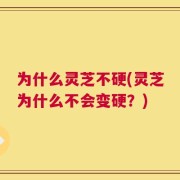 为什么灵芝不硬(灵芝为什么不会变硬？)
