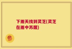 下雨天找到灵芝(灵芝在雨中苏醒)
