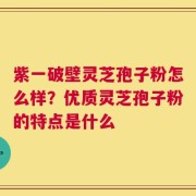 紫一破壁灵芝孢子粉怎么样？优质灵芝孢子粉的特点是什么