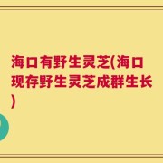 海口有野生灵芝(海口现存野生灵芝成群生长)