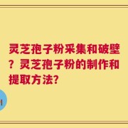 灵芝孢子粉采集和破壁？灵芝孢子粉的制作和提取方法？