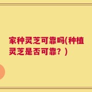 家种灵芝可靠吗(种植灵芝是否可靠？)