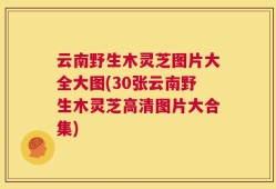 云南野生木灵芝图片大全大图(30张云南野生木灵芝高清图片大合集)