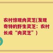 农村惊现肉灵芝(发现奇特的野生灵芝：农村长成“肉灵芝”)