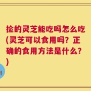 捡的灵芝能吃吗怎么吃(灵芝可以食用吗？正确的食用方法是什么？)