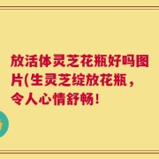 放活体灵芝花瓶好吗图片(生灵芝绽放花瓶，令人心情舒畅！