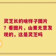 灵芝长的啥样子图片 ？看图片，山里无意发现的，这是灵芝吗