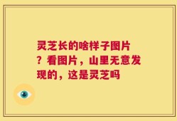 灵芝长的啥样子图片 ？看图片，山里无意发现的，这是灵芝吗