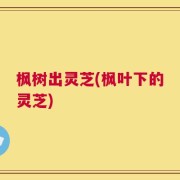 枫树出灵芝(枫叶下的灵芝)