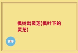 枫树出灵芝(枫叶下的灵芝)