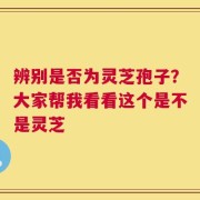 辨别是否为灵芝孢子？大家帮我看看这个是不是灵芝