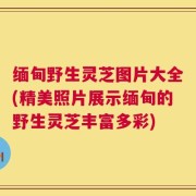 缅甸野生灵芝图片大全(精美照片展示缅甸的野生灵芝丰富多彩)