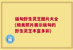 缅甸野生灵芝图片大全(精美照片展示缅甸的野生灵芝丰富多彩)