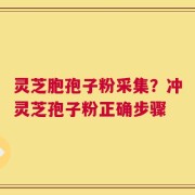 灵芝胞孢子粉采集？冲灵芝孢子粉正确步骤