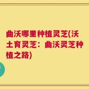 曲沃哪里种植灵芝(沃土育灵芝：曲沃灵芝种植之路)