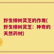 野生樟树灵芝的作用(野生樟树灵芝：神奇的天然药材)