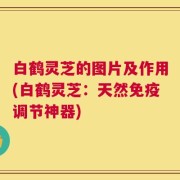 白鹤灵芝的图片及作用(白鹤灵芝：天然免疫调节神器)
